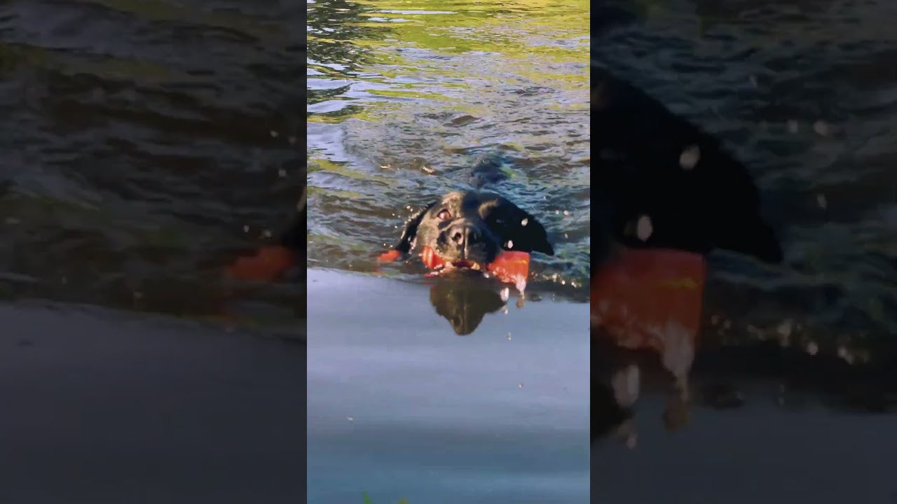 EAN:8716759653313 #6